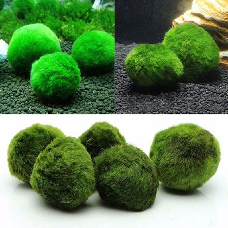 마리모 이끼 공 생물 수족관 식물 조류 물고기 새우 탱 - Terrarium Moss Art 리뷰 및 가격