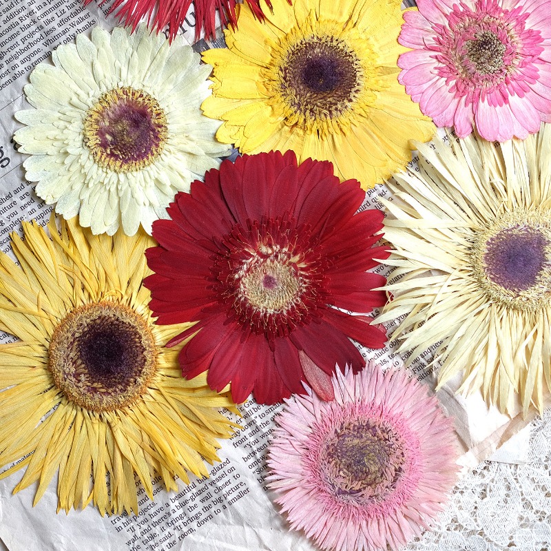 1개/7-9cm, 압화된 거베라 건조 꽃, 선샤인 컬러 - Resin Craft Ideas 리뷰 및 가격