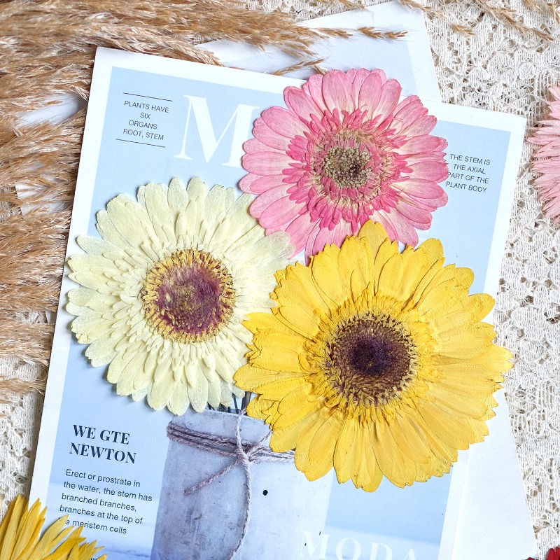 1개/7-9cm, 압화된 거베라 건조 꽃, 선샤인 컬러 - Resin Craft Ideas 리뷰 및 가격