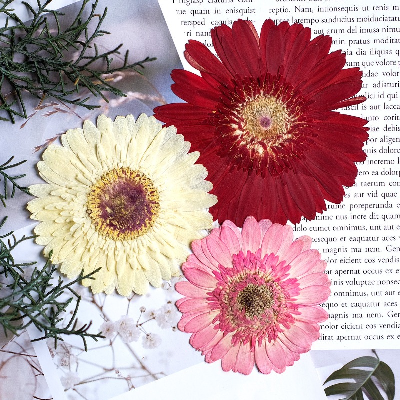 1개/7-9cm, 압화된 거베라 건조 꽃, 선샤인 컬러 - Resin Craft Ideas 리뷰 및 가격