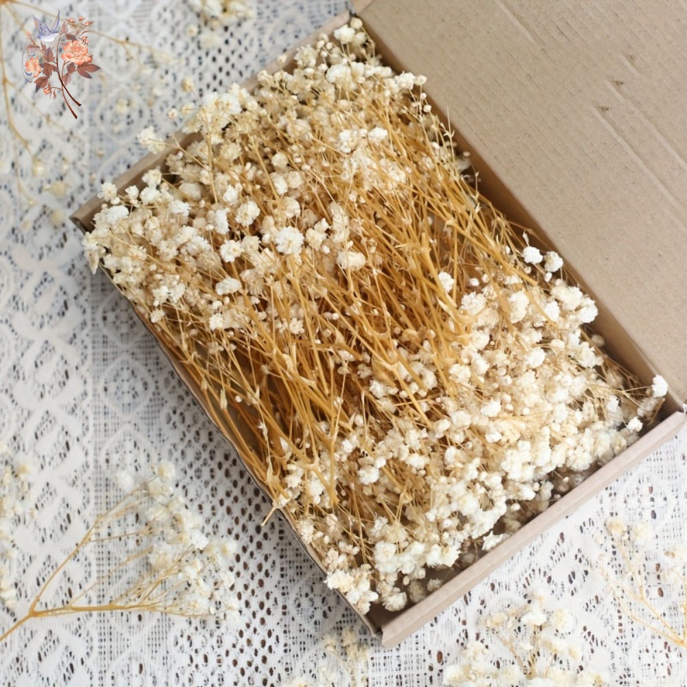 100개 미니 드라이 베이비스 브레스 꽃, 레진 공예  - Resin Craft Ideas 리뷰 및 가격